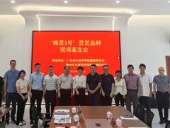 广州省农科院蔬菜所首个灵芝新品种“梅灵3号”通过现场鉴定