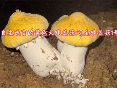辽宁农科院成功选育白色、黄色大球盖菇新品种