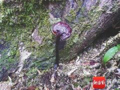 曾念开教授团队又发现新物种 这次是“素贞灵芝”