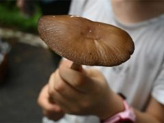 一位菌菇爱好者的真心话：为什么我连续两年参加这场研讨会？
