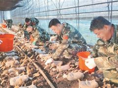 羊肚菌丰收采销忙