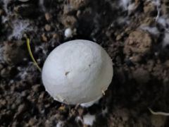 “机械+科技”、移动菇房 “智慧”引擎激活乡村振兴新动能