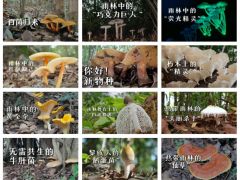 海南热带雨林国家公园大型真菌系列科普视频2025年6月27日起每周五20:00全网首播
