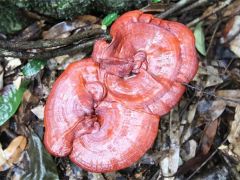 贵州三都:青山生“金” 灵芝产业铺就绿色致富路