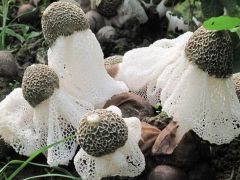万山丹阳村竹荪抢鲜上市