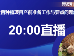今晚八点！直击羊肚菌种植项目产前准备工作