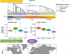 中国科学院微生物研究所赵瑞琳研究团队:双孢蘑菇泛基因组揭示大规模基因丢失驱动其适应性进化