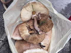 高雄大雨催生分隔岛蕈菇 公园处曝品种：误食恐脱水致死