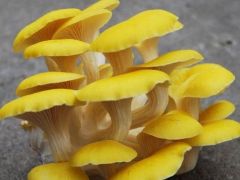 山河屯：忙采摘?庆丰收?“榆黄蘑”增添致富新色彩