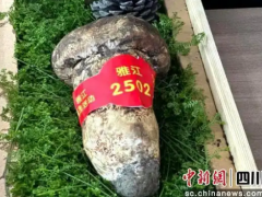 雅江群众在守护中收获“生态红利”