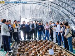 走进和龙桑黄种植基地，解锁 “森林黄金” 的培育密码