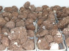 罗田天麻从深山走向全国市场