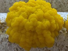 中科院微生物所董彩虹研究团队最新解码金耳菌“形态开关”：信息素信号主导酵母—菌丝转变