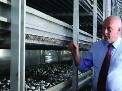 70岁荷兰工程师扎根中国，教会3000多人如何种蘑菇