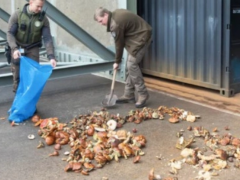 在荷兰采蘑菇小心高额罚款 | 新民侨梁