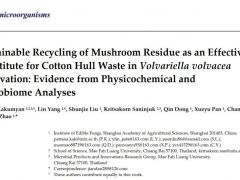 中泰科研团队在利用鹿茸菇菌渣栽培草菇方面取得重要进展