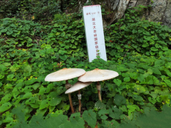 “巨伞”惊现!大老岭保护区首次记录“蘑菇界长腿巨人”