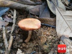 海南发现中国辣牛肝菌亚科3个新物种