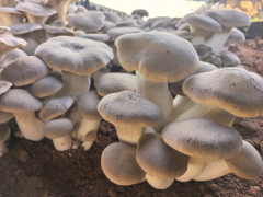 仿野生栽培！灵芝菇“扎根”龙泉驿，结出“致富菇”