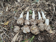 珍稀食用菌冬荪首次在广东仿野生栽培成功