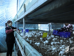 道县：“白珍珠”铺就致富路 工厂化菌菇产销旺