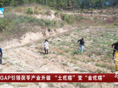 英山：GAP引领茯苓产业升级 “土疙瘩”变“金疙瘩”