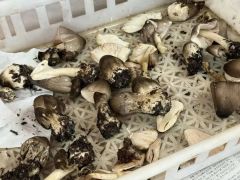冬季还有野生食用菌？四川金堂发现耐低温菌种