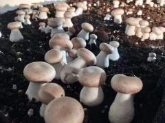 这里的菌菇，用“标准”和“数据”说话