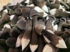 大棚食用菌(黑皮鸡枞菌)栽培技术指南