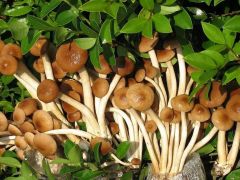茶树菇种植“钱景”好,手把手教你稳产高产诀窍!