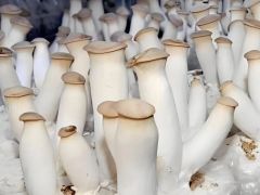 【科普村响】杏鲍菇高产稳产种植指南