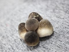 【科普村响】草菇，生活中富含丰富的营养物质的菌类