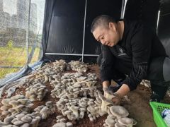 冬藏“菌”喜！成都龙泉驿的时令鲜宠甜了餐桌暖了民生