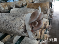 “喜马拉雅菇”，到底是何方神圣？
