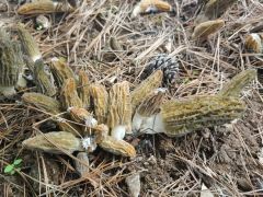 新泰市谷里镇：盘活闲置土地 延长食用菌产业链