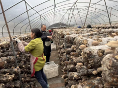沿河：一朵香菇的振兴梦