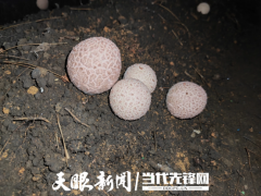 从亩产不稳定、风险大到规模化丰产，红托竹荪的“逆袭”之路