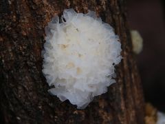 在“台前”和“幕后”守护朵朵菌菇