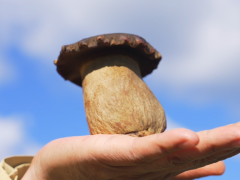 新时代·新未来——2025国际黑牛肝菌技术创新大会(0播放)