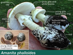 雨水充沛加州野蘑菇疯长，已有多人误食中毒，1人死亡