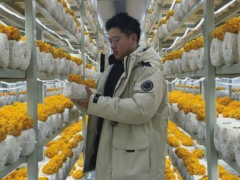 从百元稀缺物到十元常见品 沈阳小伙用科技改写金耳价格密码