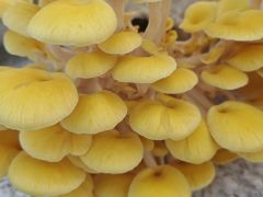 农业技术 | 榆黄蘑栽培技术要点