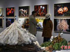 70余件“蘑幻菌物”影像作品昆明亮相 解码高黎贡山菌类多样性