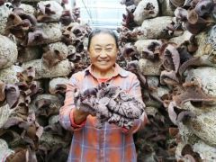 食用菌撑起“致富伞” 遂宁射洪这个产业园年产值达600万元