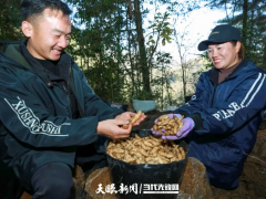 产品牌子要响 乡亲腰包要鼓——大方东关天麻产销一线见闻