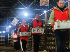 江西湖口：菌菇飘香富农家 志愿助农采菇忙
