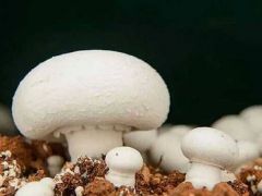 技术探索 | 灌南县双孢菇温室大棚高产栽培技术要点阐述