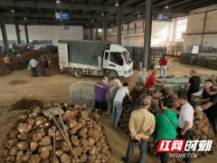 靖州茯苓产业跃上百亿台阶 “九大体系”锻造“世界茯苓之都”