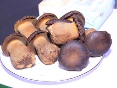 英国网红博主来云南， 只为这朵超“牛”的菇！