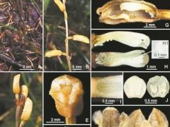 广西来宾金秀发现新物种 兰科新种“大瑶山天麻”亮相